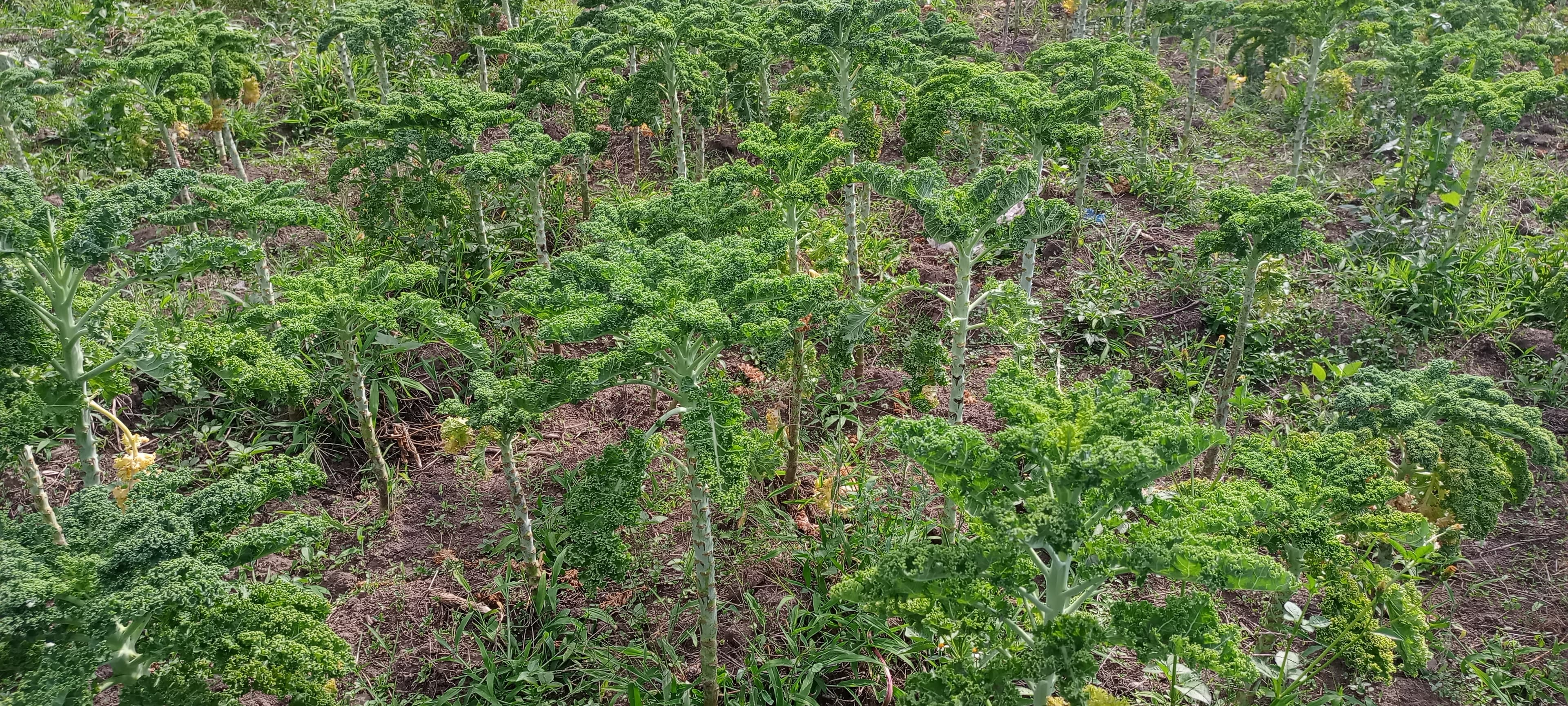 Agriculture, Food Security and Sustainable Livelihoods